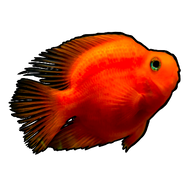 Blood Red Parrot Cichlid