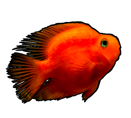 Blood Red Parrot Cichlid