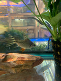 Flagtail Prochilodus