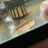 Spotted Hillstream Loach