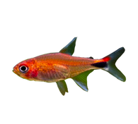 Ruby Tetra