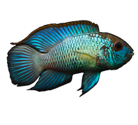 Electric Blue Acara