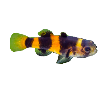 Bumblebee Goby (Saltwater)