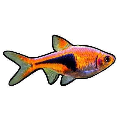 Harlequin Rasbora. – Bay Bridge Aquarium