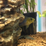 Apistogramma borelli blue