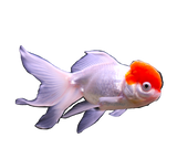 Fancy Goldfish