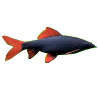 Rainbow Shark