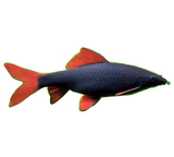 Rainbow Shark