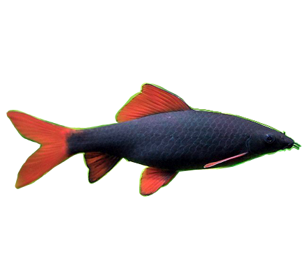 Shark Redmon