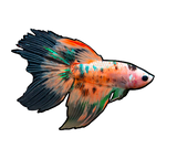 Betta Fish