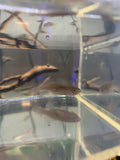 Redtail Notho