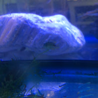 Apistogramma borelli blue