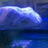 Apistogramma borelli blue