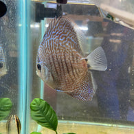 Blue Snakeskin Discus 2"