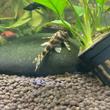 Tiger Peckoltia Candy Stripe Pleco L015