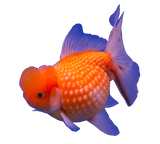 Fancy Goldfish