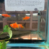 Red Platy