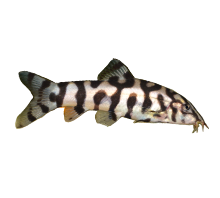 YoYo Loach