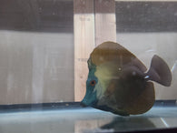 Koi Scopas Tang