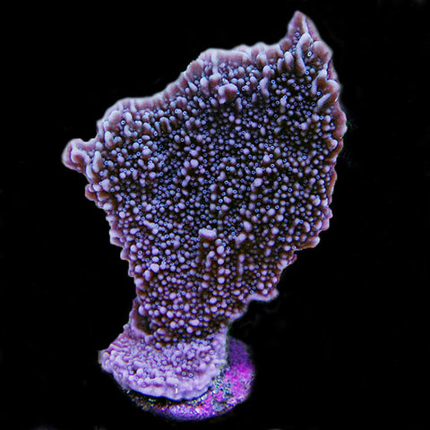ORA Periwinkle Plating Montipora Coral