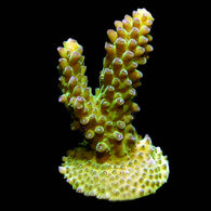 ORA Marshall Islands Green Gem Acropora Coral