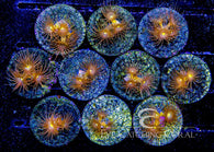 Yellow Polyps Frag