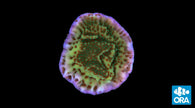 ORA Mind Trick Montipora Coral