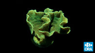 ORA Mint Pavona Coral