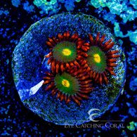 ECC Gatorade Zoanthid Frag