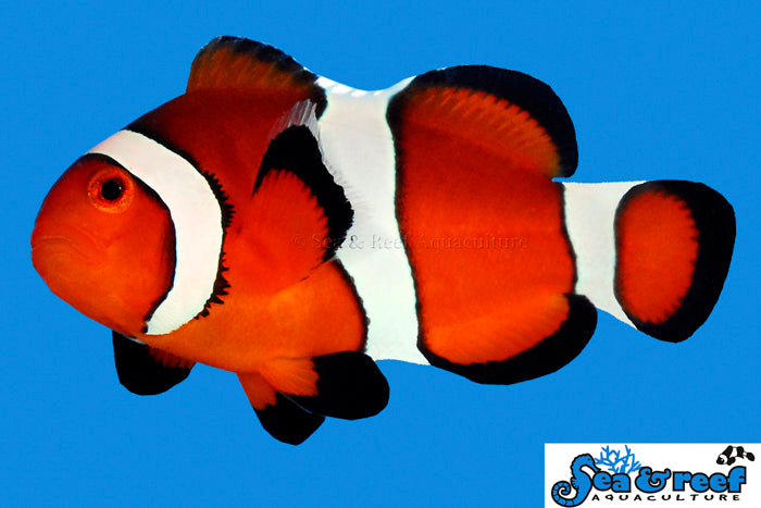Stubby Fish Ocellaris Clownfish – Bay Bridge Aquarium