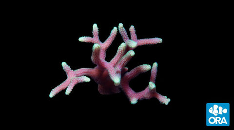 ORA Green Tip Pink Birdsnest Seriatopora Coral