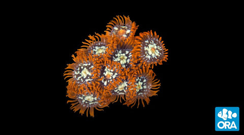 ORA Orange Zoanthids Coral