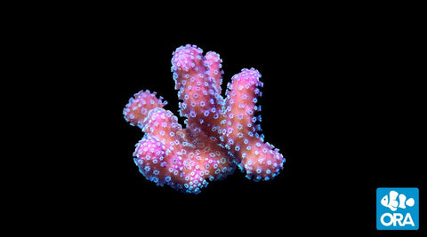 ORA Stellar Stylophora Coral