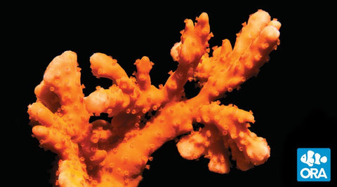 ORA Orange Setosa Montipora Coral