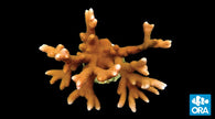 ORA Peach Digitata Montipora Coral