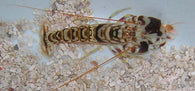Tiger Pistol Shrimp