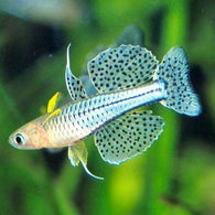 Spotted Blue Eye Rainbow Gertrude's Rainbow