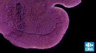 ORA Purple Capricornis Montipora Coral