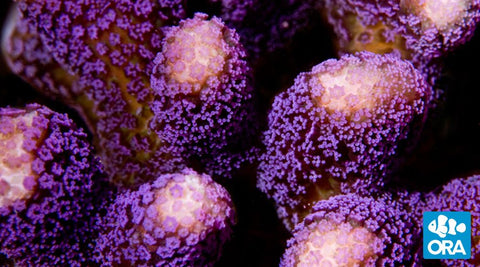 ORA Purple Stylophora Coral
