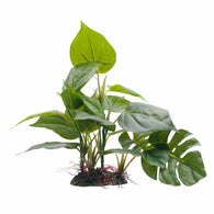 Fluval Anubias Plant