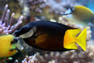 Bicolor Foxface - Bay Bridge Aquarium and Pet