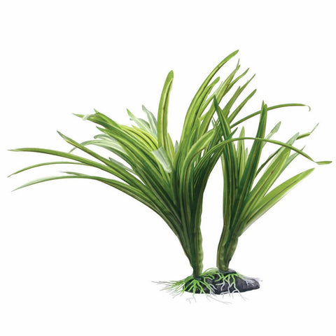 Fluval Striped Acorus Plant 10in