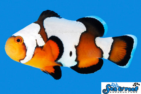 Black Ice Clownfish