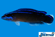 Neon Black Dottyback