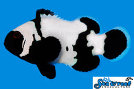 Phantom Clownfish