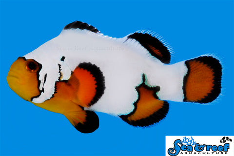 Ultra Black Ice Clownfish