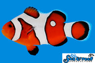 DaVinci Grade A Clownfish