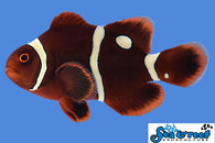 Gold Dot Maroon Clownfish