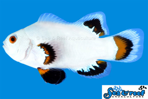 Ice Storm Clownfish