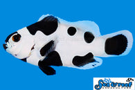 Black Storm Clownfish - Bay Bridge Aquarium and Pet